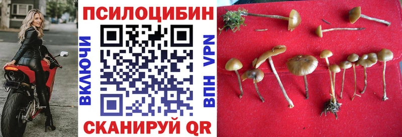 Псилоцибиновые грибы Cubensis  цена   Барнаул 
